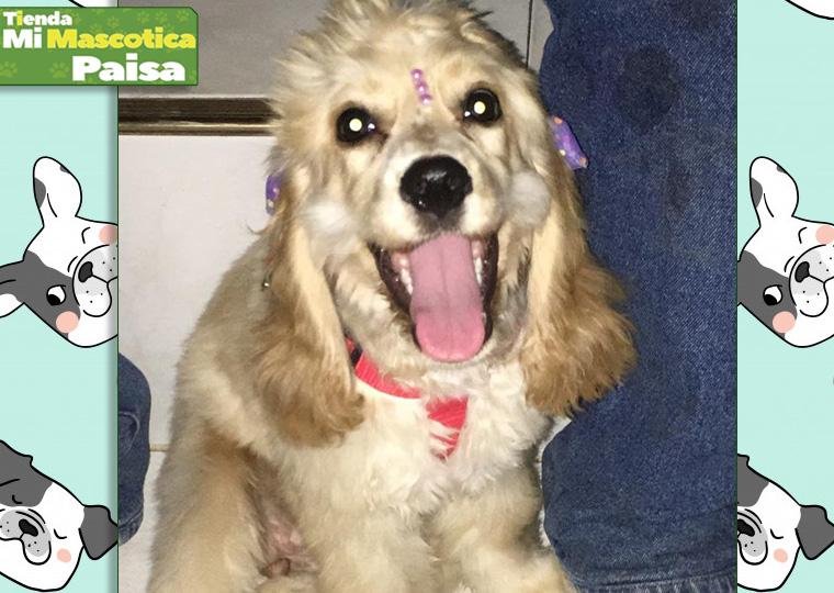 mi.mascotica.paisa_.g3.jpg